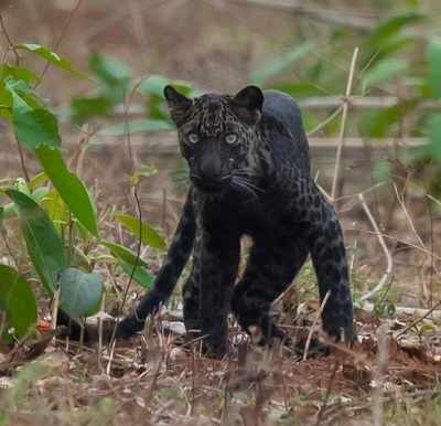Rare Black Leopard Spotted in India