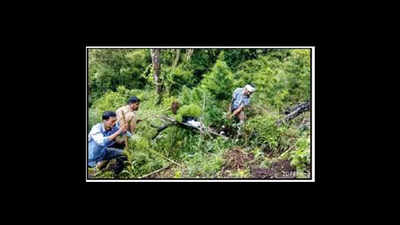 Rs 1 crore worth ganja plants destroyed in raid