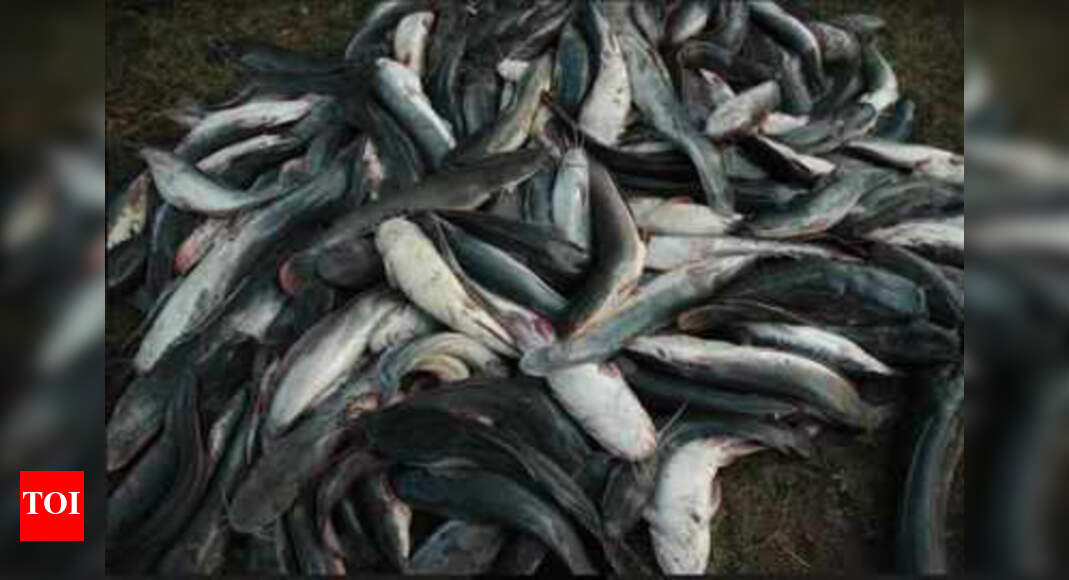 Meat, farmed catfish have highest environmental impact Study Times