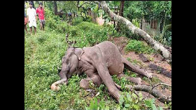 Elephant caught in forest dept’s power fencing electrocuted