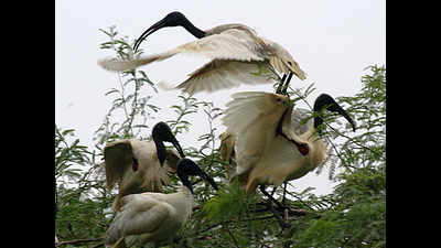 Plastic waste removed, but black-necked stork still in danger