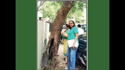 Bandra group finds termites in 49 trees, BMC promises a fix