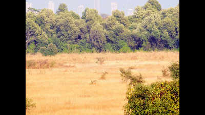 Forest department removes encroachments from 70-acre land