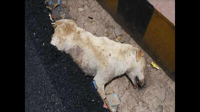 Hot bitumen poured on street dog during road construction buries ...