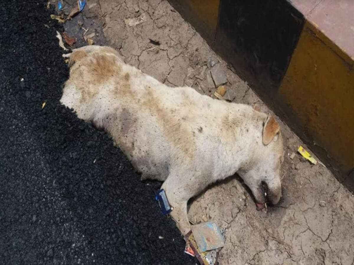 Hot bitumen poured on street dog during road construction buries it alive |  Agra News - Times of India