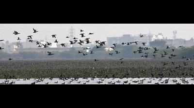 Birders revive call for wetland tag on Najafgarh, Basai
