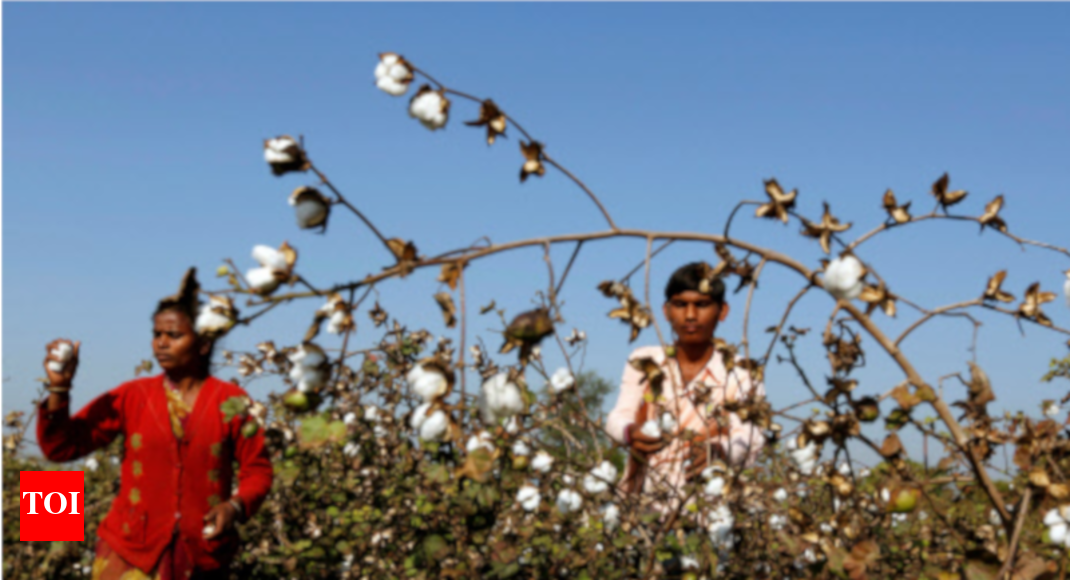 cotton export India Cotton exports likely to jump 43 in 201819