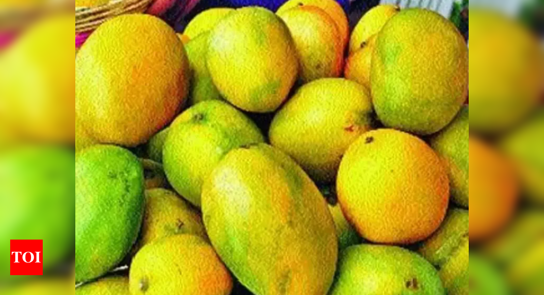 Kesar Mango Season Ends Officially Times Of India