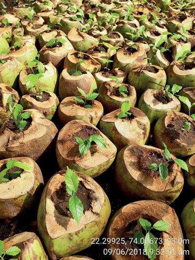 Forest department turns to coconut shells for rearing of plants