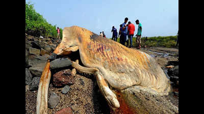 42-ft whale carcass washes ashore at Uran