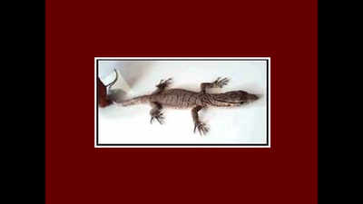 Baby monitor lizard rescued from Mulund flat