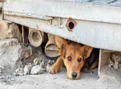 How to help a stray dog - Times of India