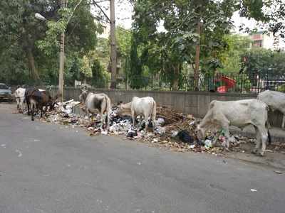 Cows are welcome in Garbage Nagar
