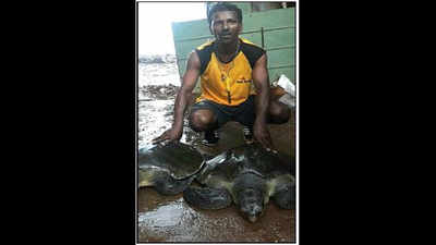 Fishermen save two Olive Ridley turtles