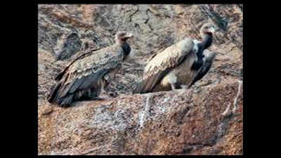 White-rumped vulture vanishing from Ahmedabad