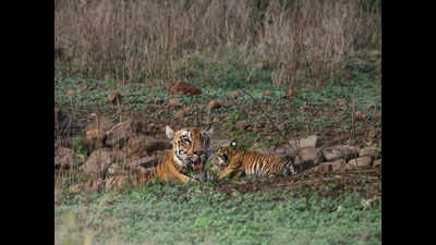 Nagpur: With 13 cubs in 3.5 years, Bor’s Katrina is supermom