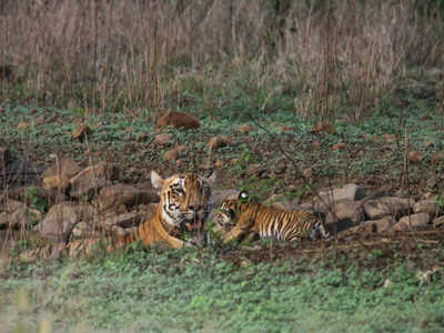Discovery - Happy #TigerTuesday! 🐅“This photo of a 3-month-old tiger cub  with its mother was taken at the Tipeshwar Wildlife Sanctuary, on the  border of Maharashtra, a state in India. Tiger cubs