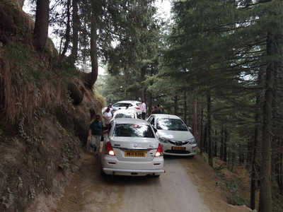 Dalhousie: A dying nature trail through serene deodar forest