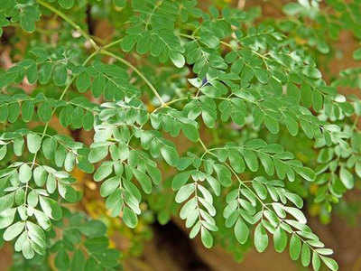 Indian plant seed could bring clean water to millions - Times of India