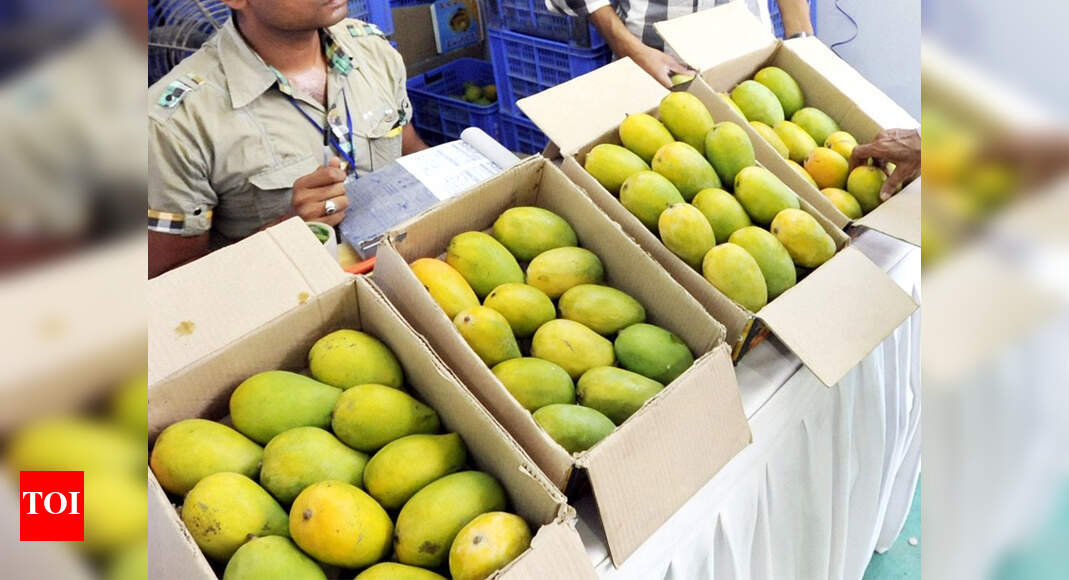 Nashik S Kesar Mango On High Demand In London Nashik News Times Of India