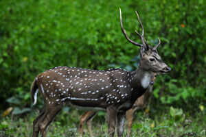 Fascinating weekend escapes from Ooty