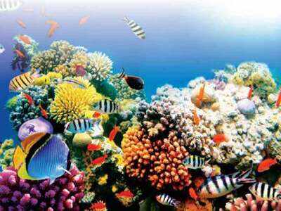 Off Goa’s coast, India’s hidden coral gem