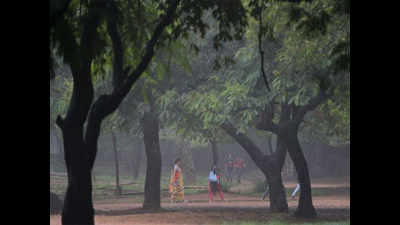 Cubbon Park to flaunt new varieties of bamboo trees