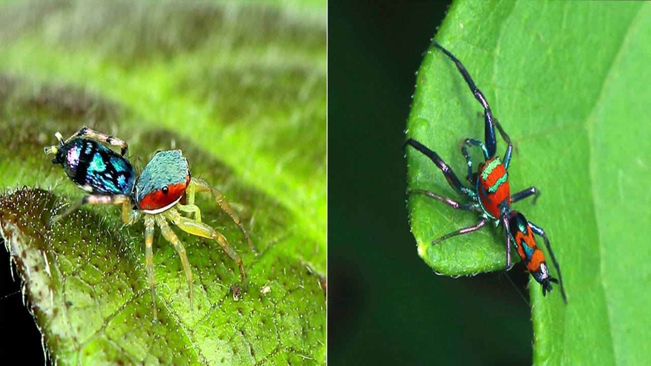 Two new 'shy' spider species found, named after Great Indian Bustard