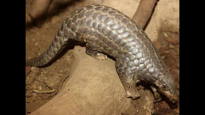 Government launches hunt for pangolin killers