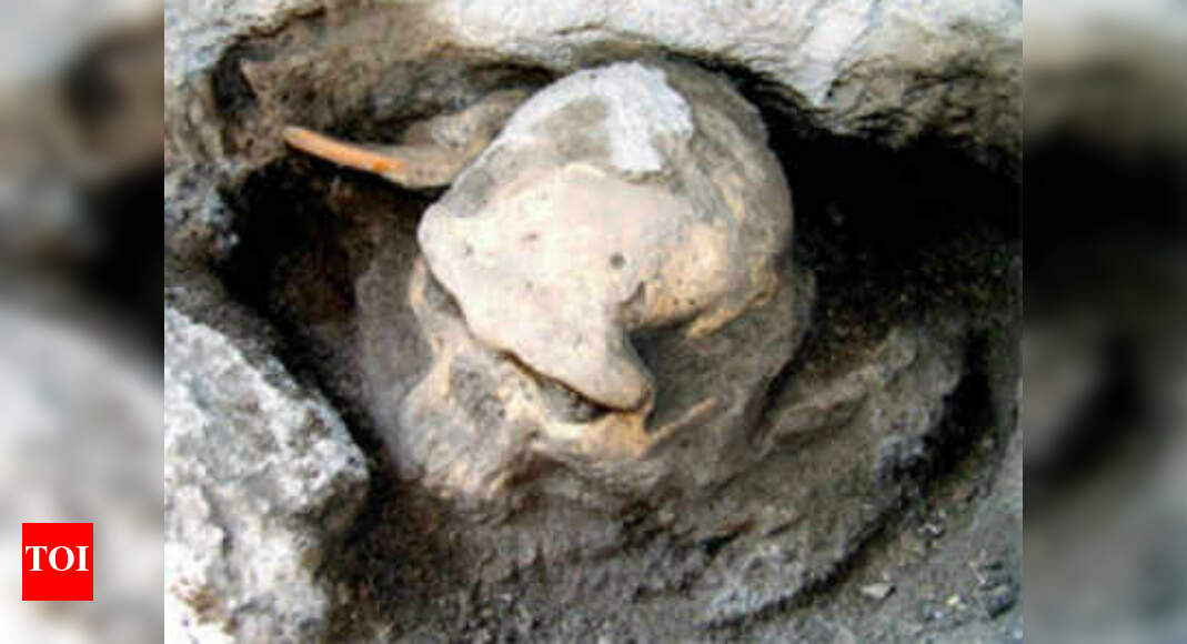 22k-yr-old fossil from China reveals long-lost panda lineage - Times of ...