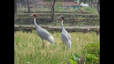 Sarus cranes’ number up by 7 in Gondia, Balaghat districts