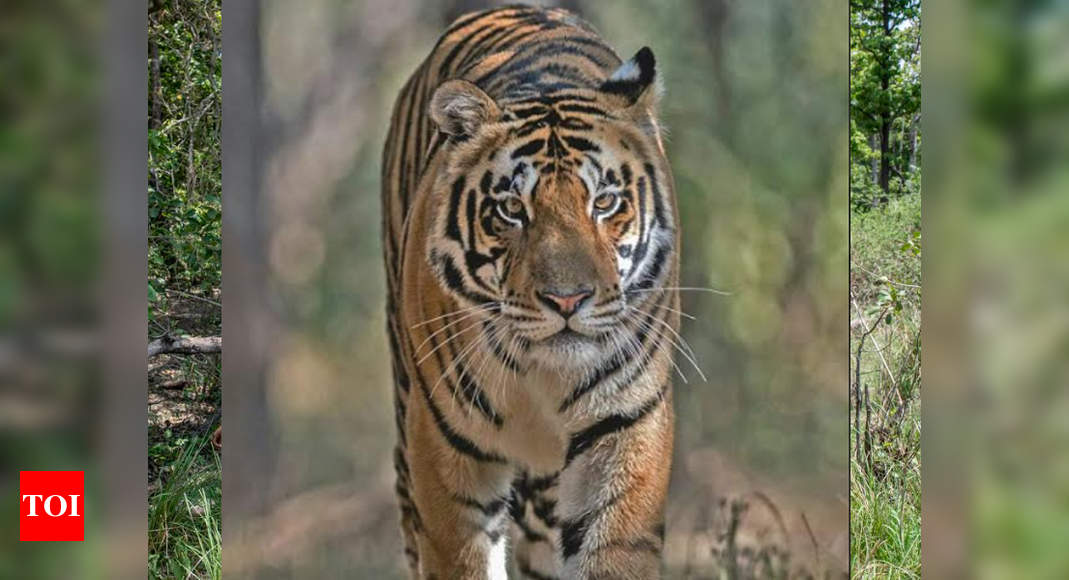 Madhya Pradesh's Tiger Released In Odisha's Satkosia Reserve | Bhopal ...