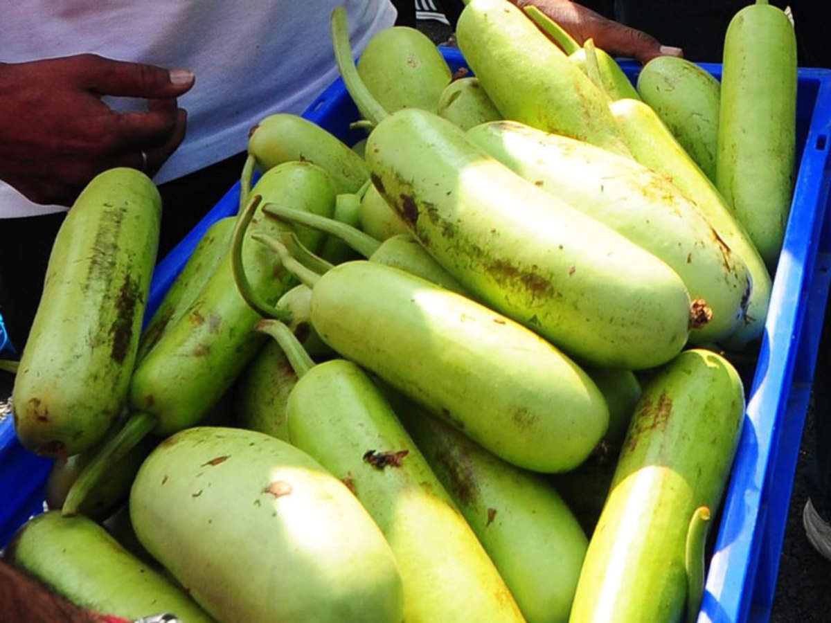 bottle-gourd-meaning-in-marathi-best-pictures-and-decription