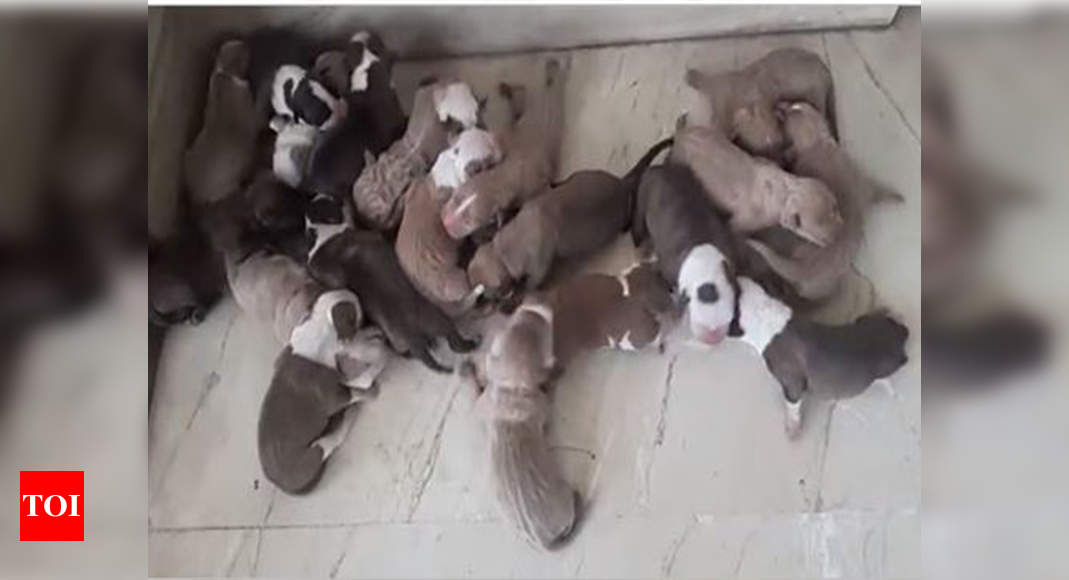 American Pitbull Delivers 21 Puppies In Bengaluru Bengaluru News Times Of India