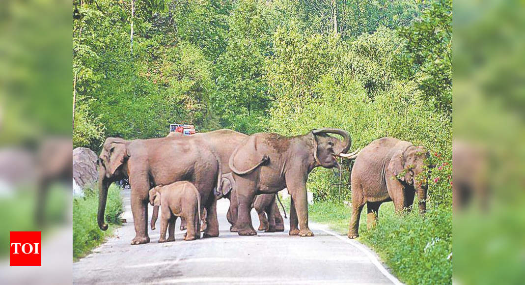 Modi: More than terror threats, fear of wild elephants worries