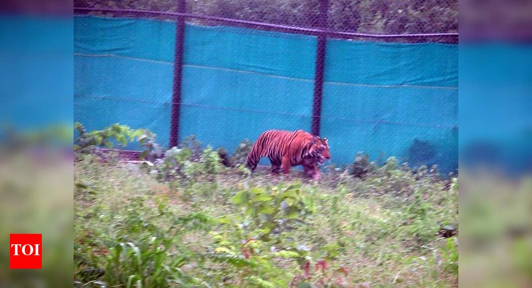 Male Royal Bengal tiger translocates from Madhya Pradesh to Odisha