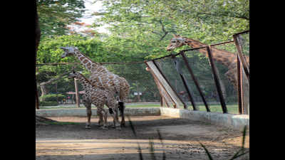 Patna zoo to get male giraffe in exchange