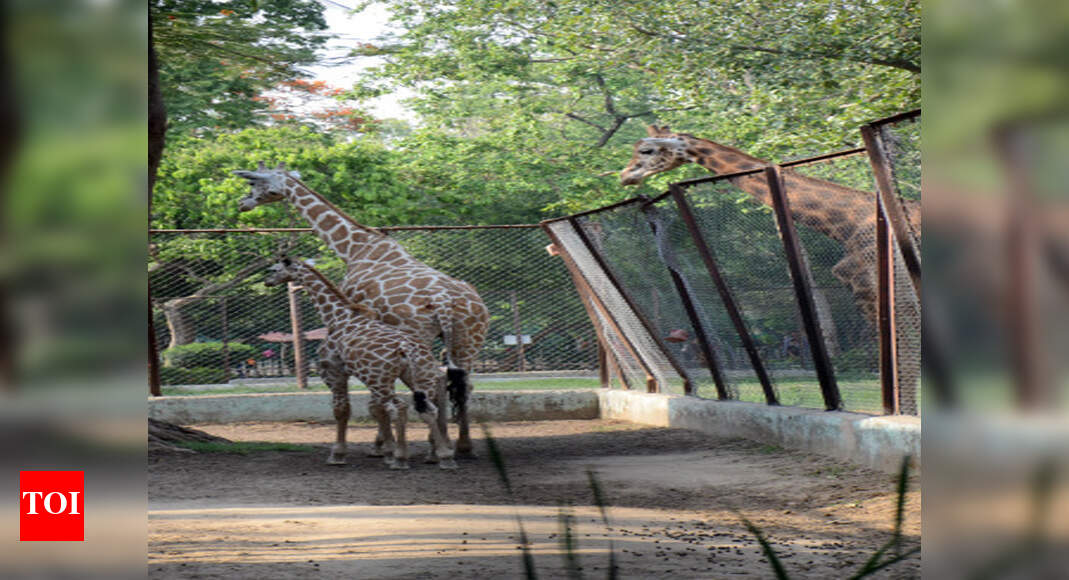 Patna Zoo Patna zoo to get male giraffe in exchange Patna News
