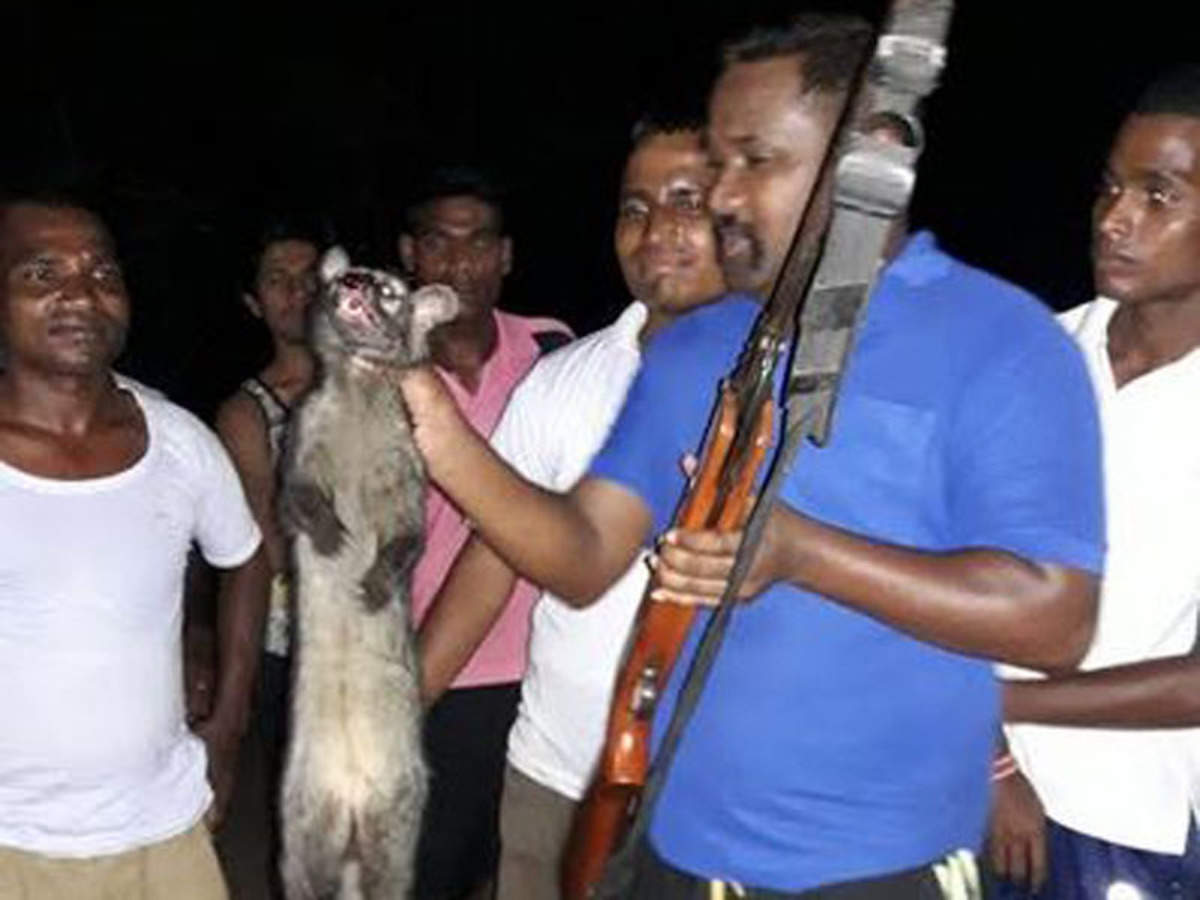 Civet Cat Killed In Chhattisgarh Police Training School Animal Rights Group Files Complaint Raipur News Times Of India