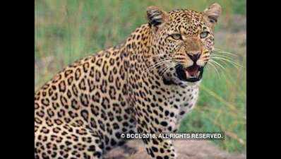 How to avoid a leopard attack - Discover Wildlife