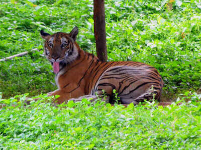 Kanha tiger settled in Odisha forest, CM Naveen Patnaik says history made