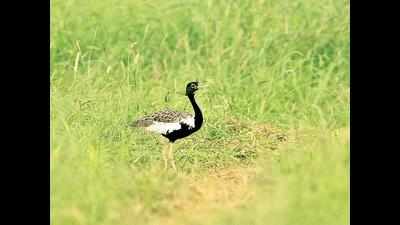After Great Indian Bustard, Lesser Florican too faces threat of extinction