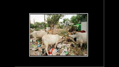 City stinks as all 8,000 LMC workers clean Gomti