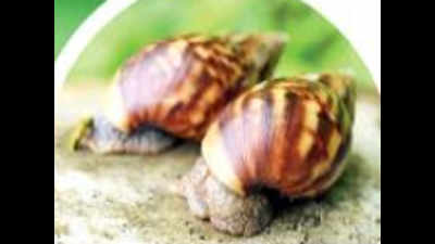 Giant African snails make a comeback this monsoon too