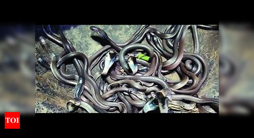 20 More Venomous Snakes Found In Bhadrak Farmer's Home | Bhubaneswar ...