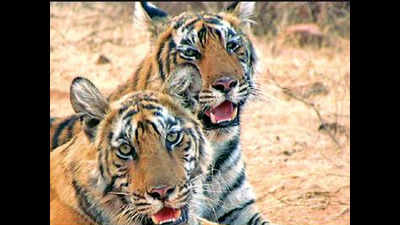 NTCA approves relocation of two tigresses to Mukundra