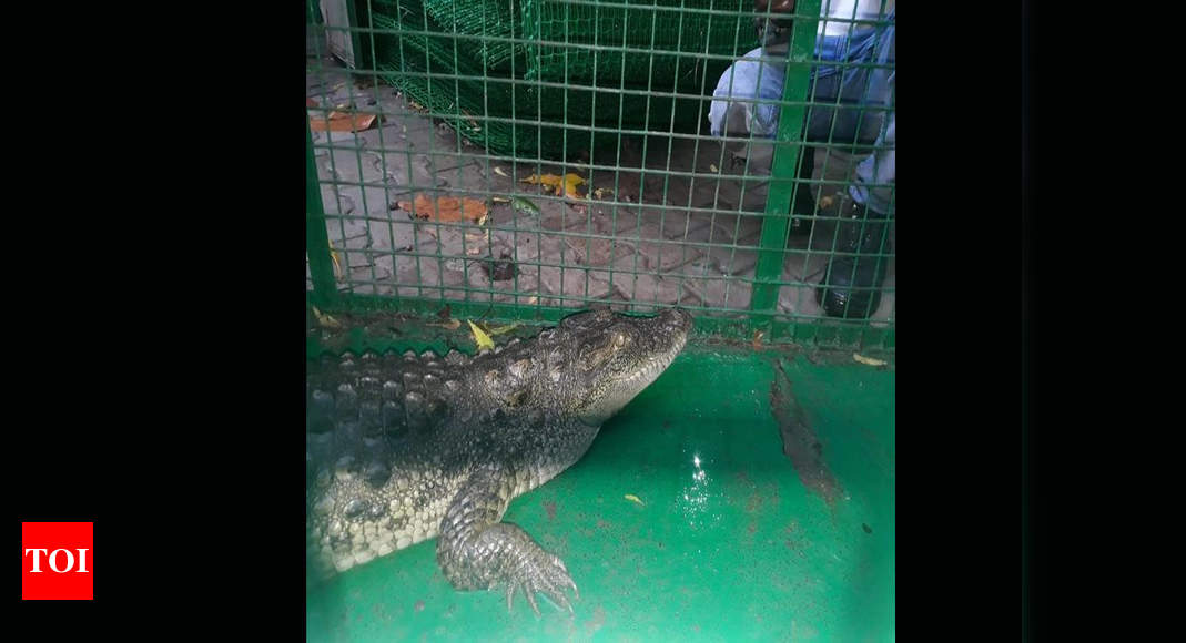 12-foot-long-crocodile-12-foot-long-crocodile-rescued-from-jarod-farm