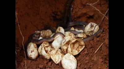 Karnataka snake centre nurtures 22 cobra eggs, babies released into wild