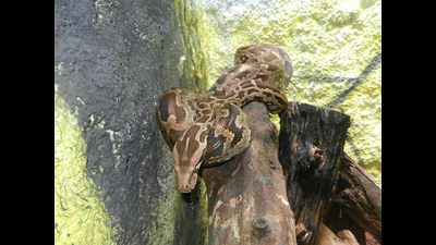 3 juvenile pythons rescued in Kharghar during weekend rains