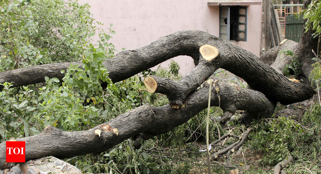 Transplanting No Alternative As Most Trees Don T Survive It Delhi Transplanting No Alternative As Most Trees Don T Survive It Delhi News Times Of India